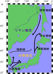 若狭の椿には、自然の荒波に耐えた生命力が宿っている